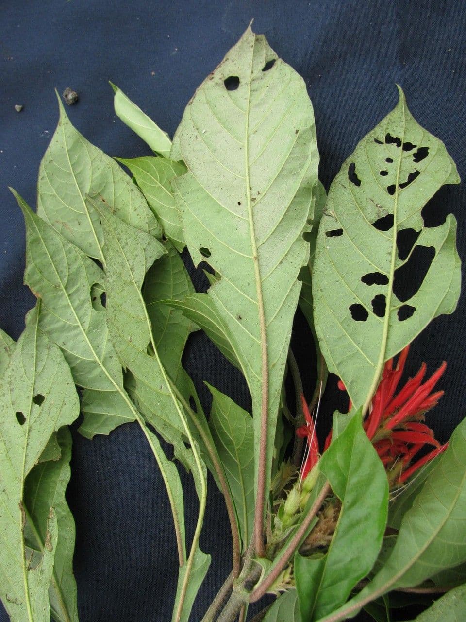 Aphelandra scabra 25