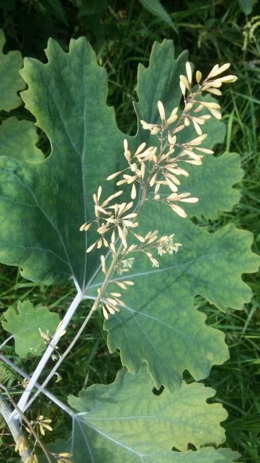 Macleaya 30