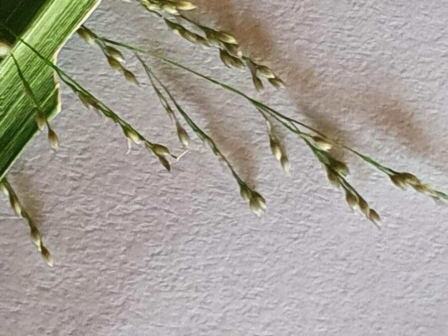 Sporobolus