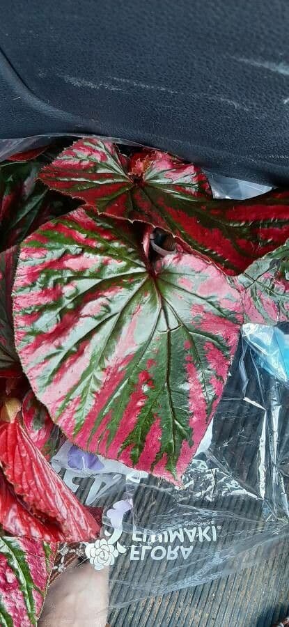 Begonia brevirimosa 2
