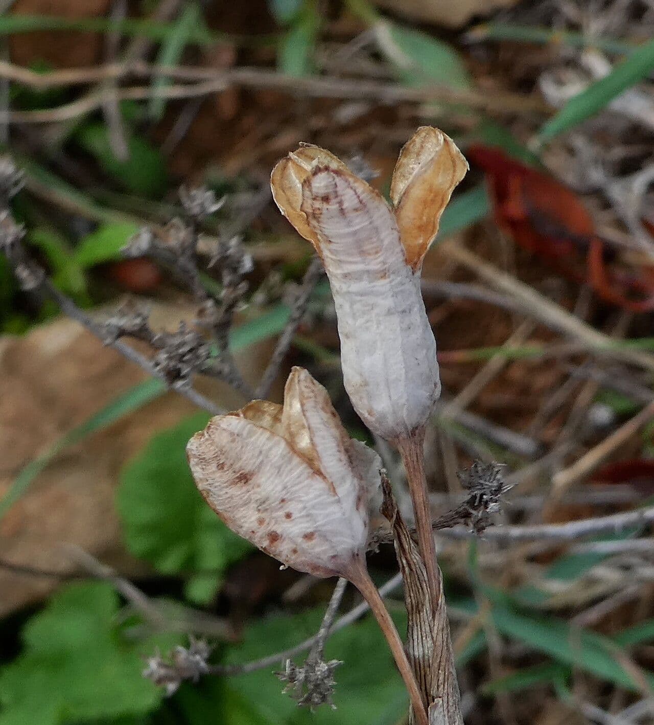 Narcisse d'automne 2