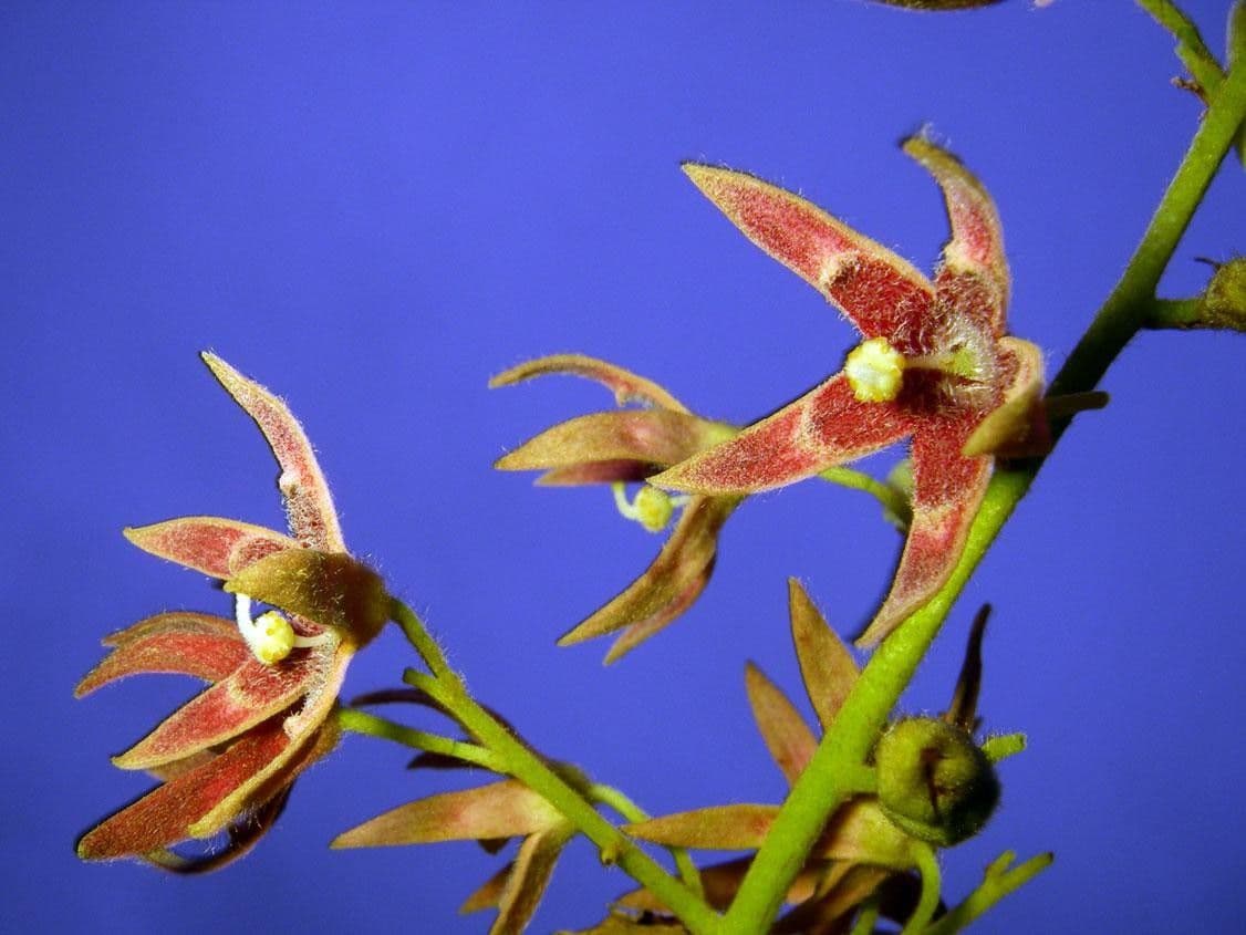 Sterculia 20