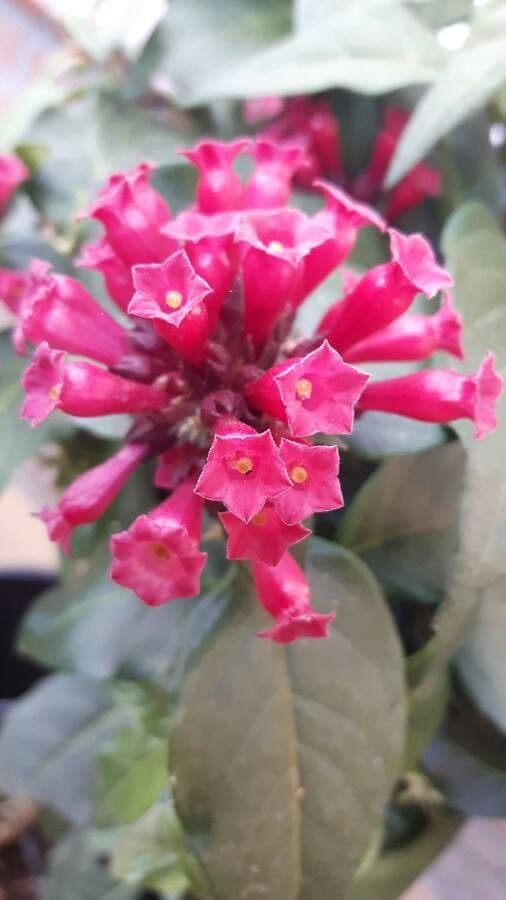 Cestrum elegante 26