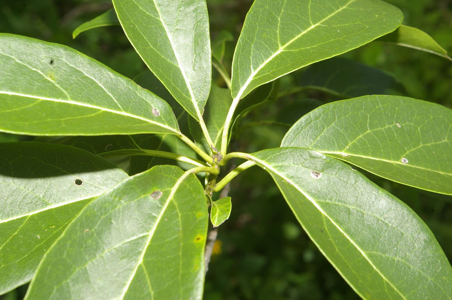 Cordia gerascanthus 2