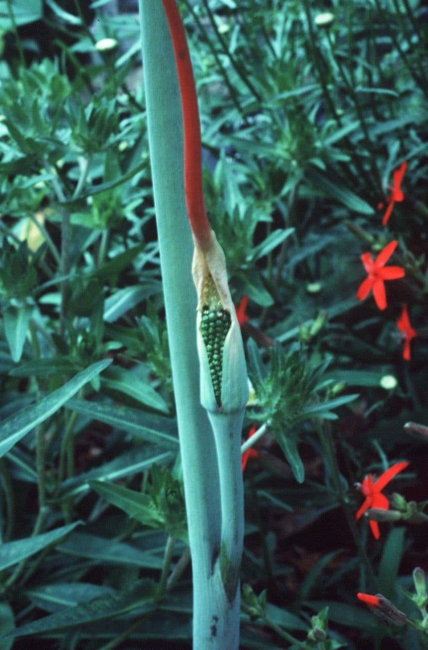 Grüner Aronstab 25