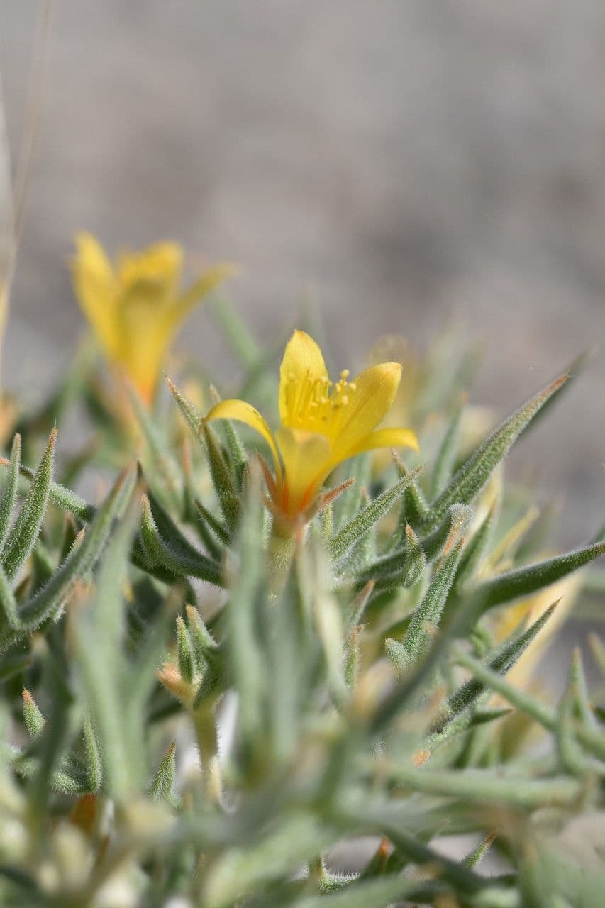 Mentzelia 2