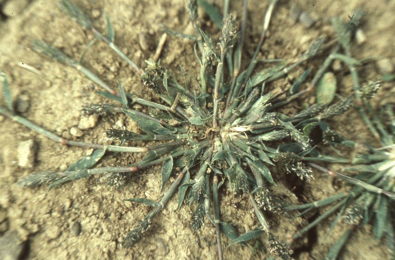 Crypsis schoenoides 15