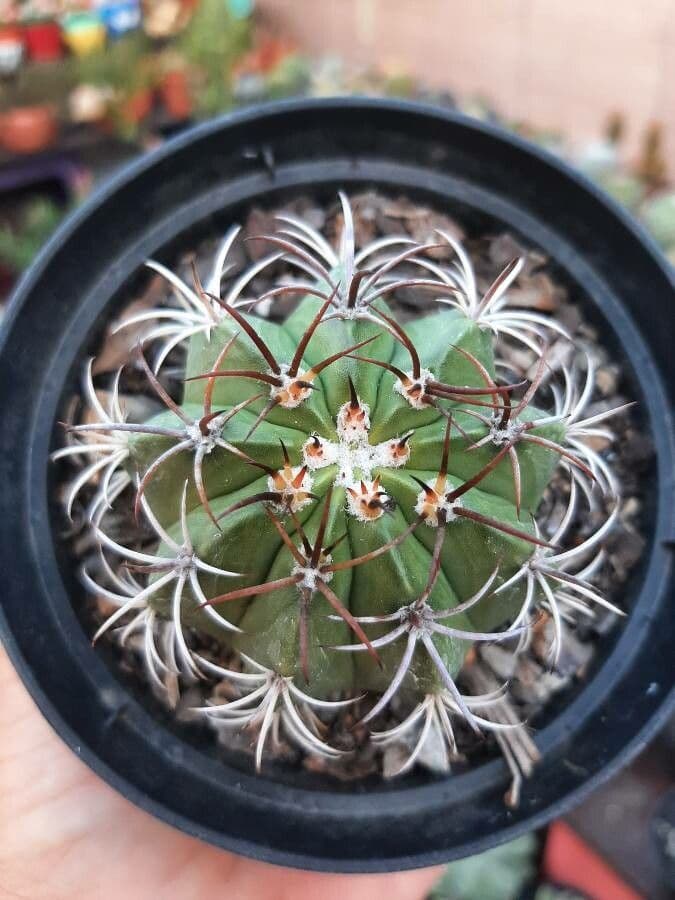 Melocactus nain 12