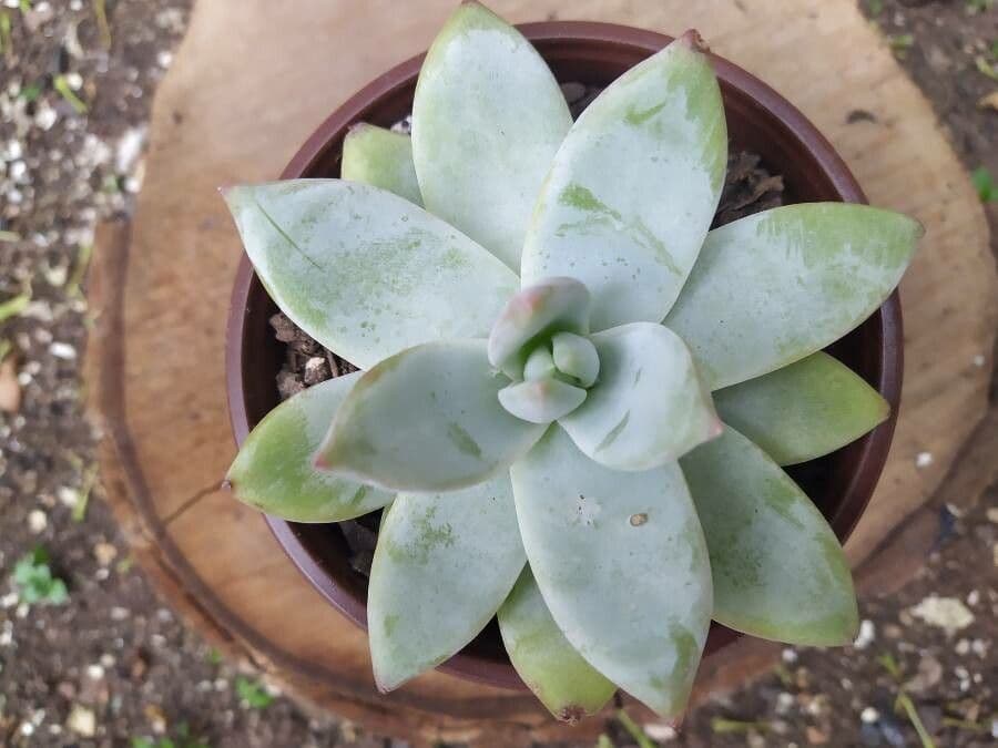 Dudleya di Greene 12