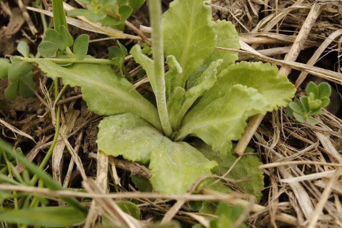 Primula farinosa 16