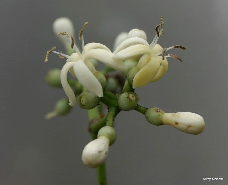 Coelospermum 3
