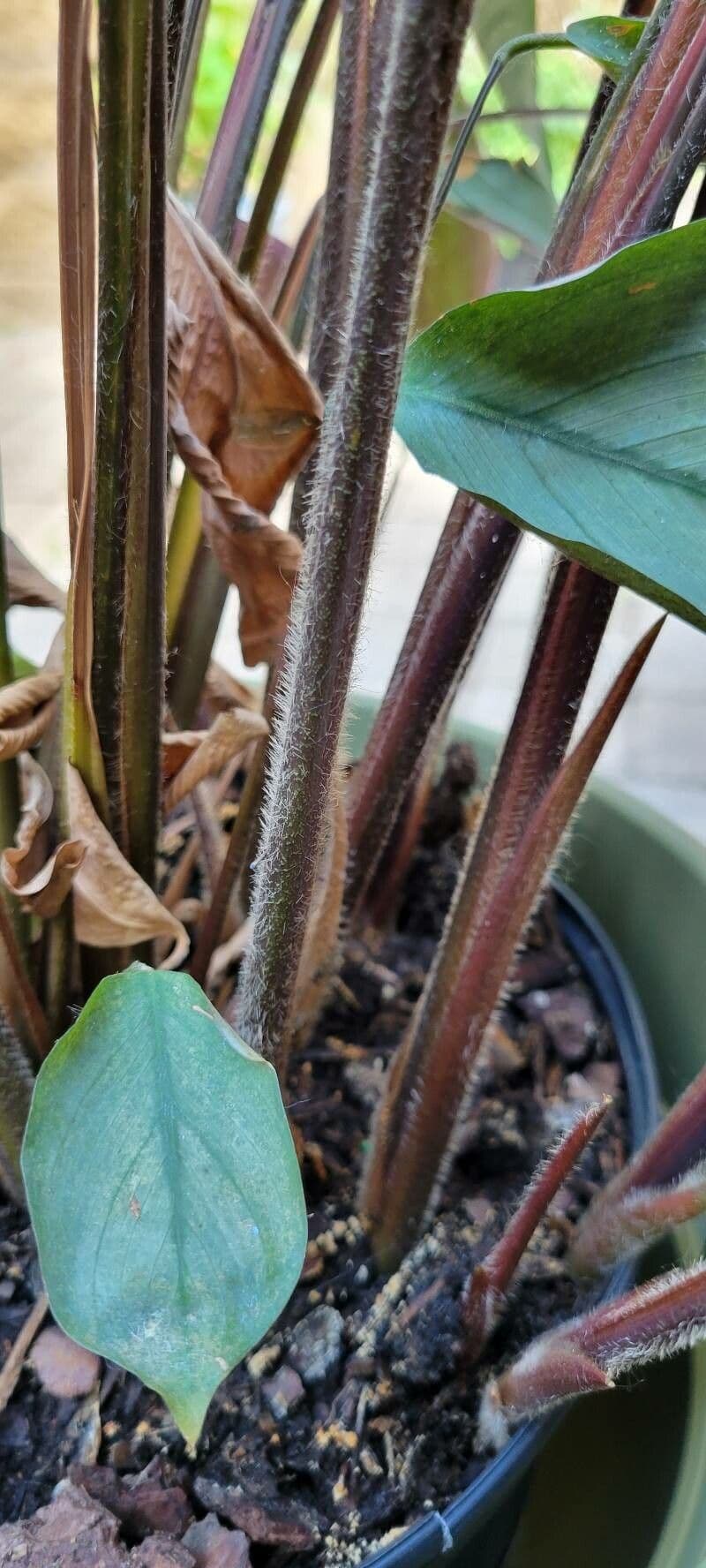Ctenanthe setosa 14