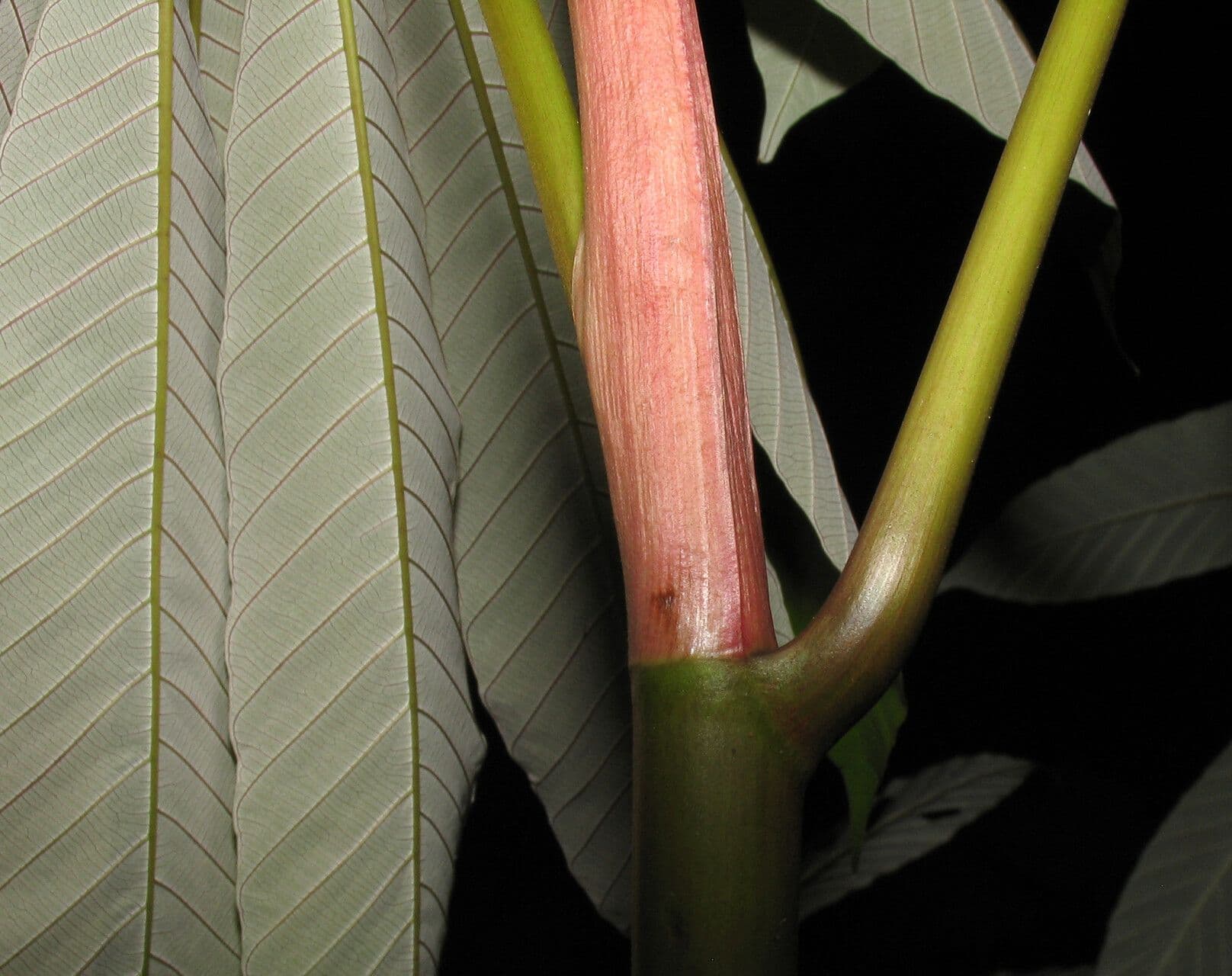 Cecropia 6