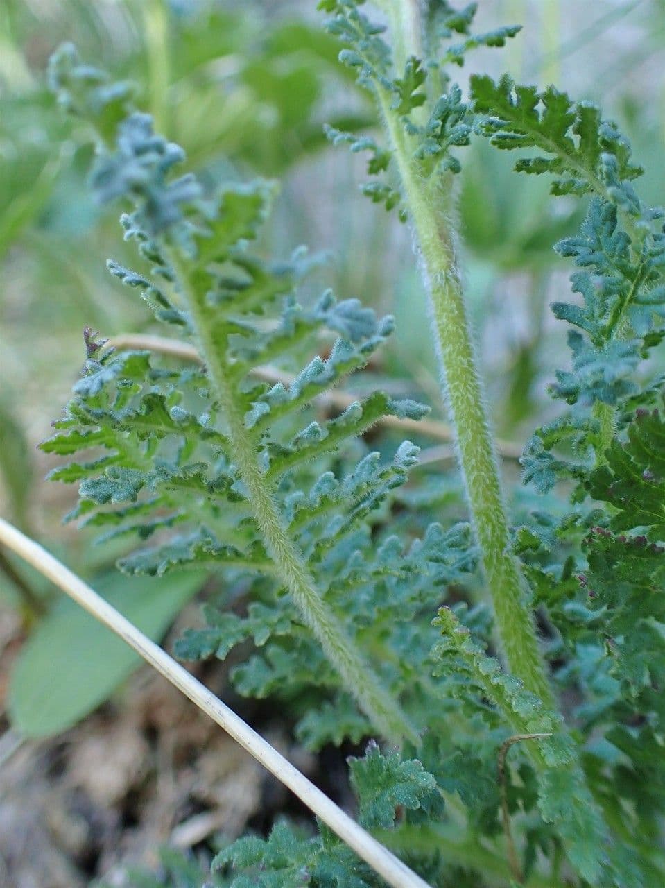 Pedicularis gyroflexa 19