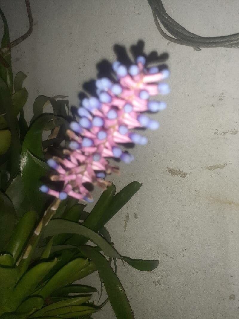Aechmea 7