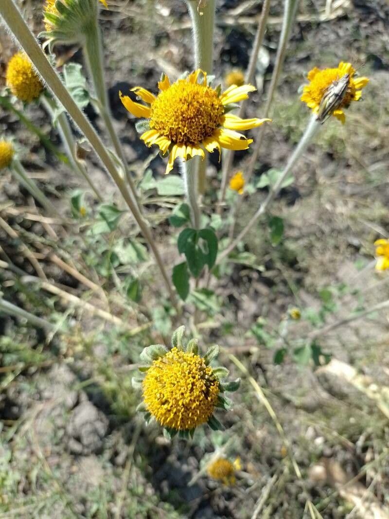 Acahual 3