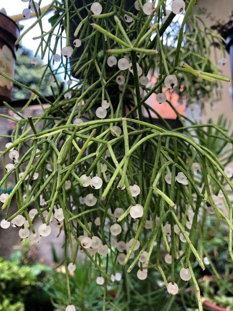 Rhipsalis 8