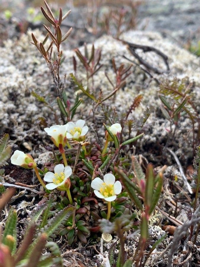 Diapensia lapponica 5