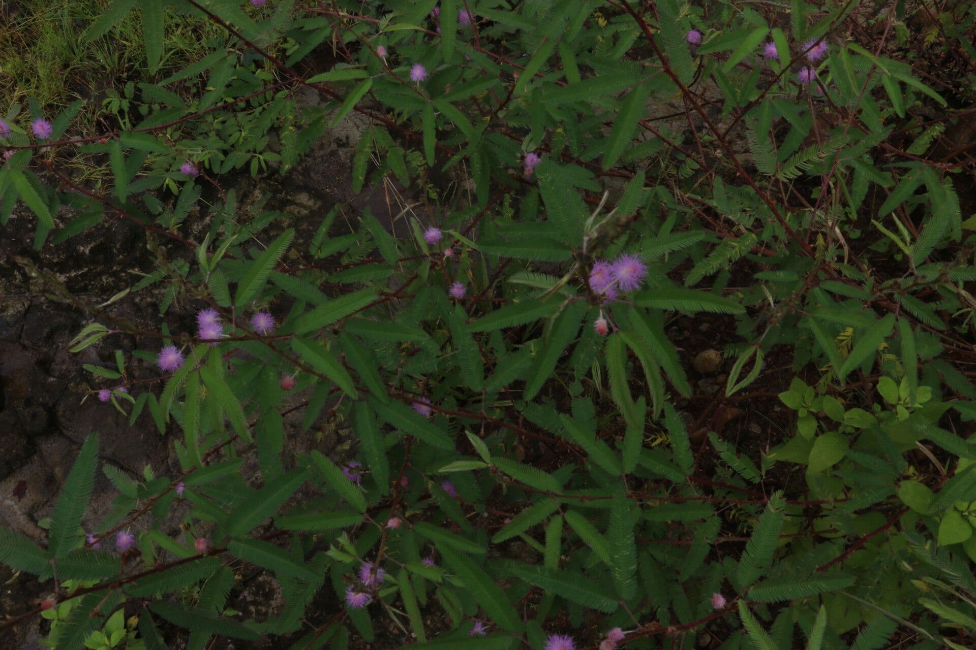 Mimóza 6