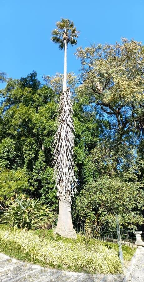 Pseudopanax 8