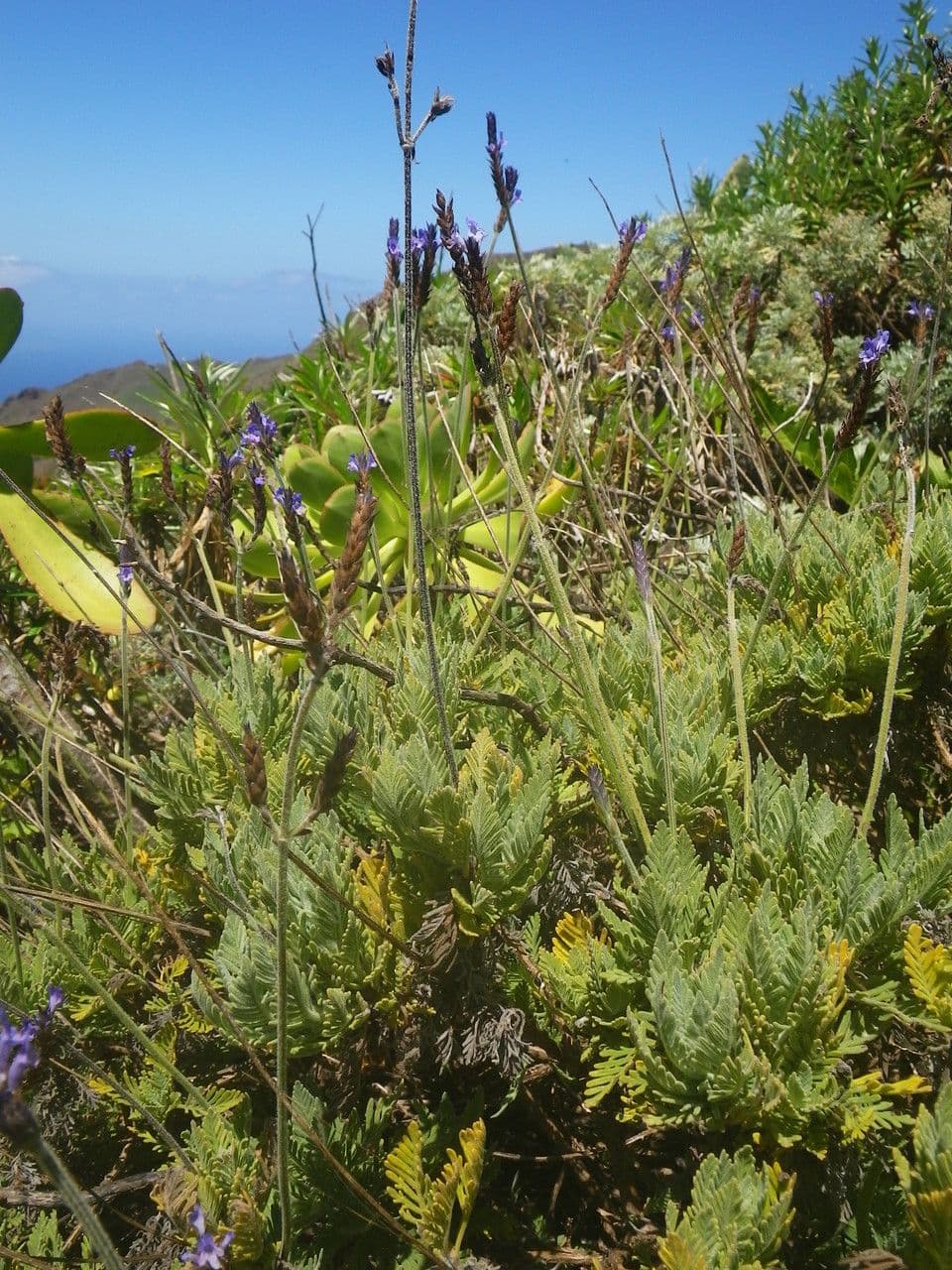 Lavanda 10