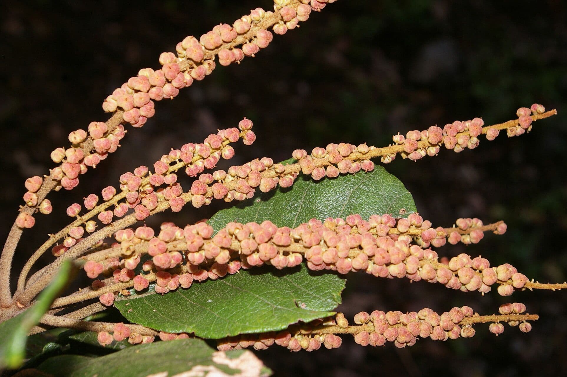 Clethra 4