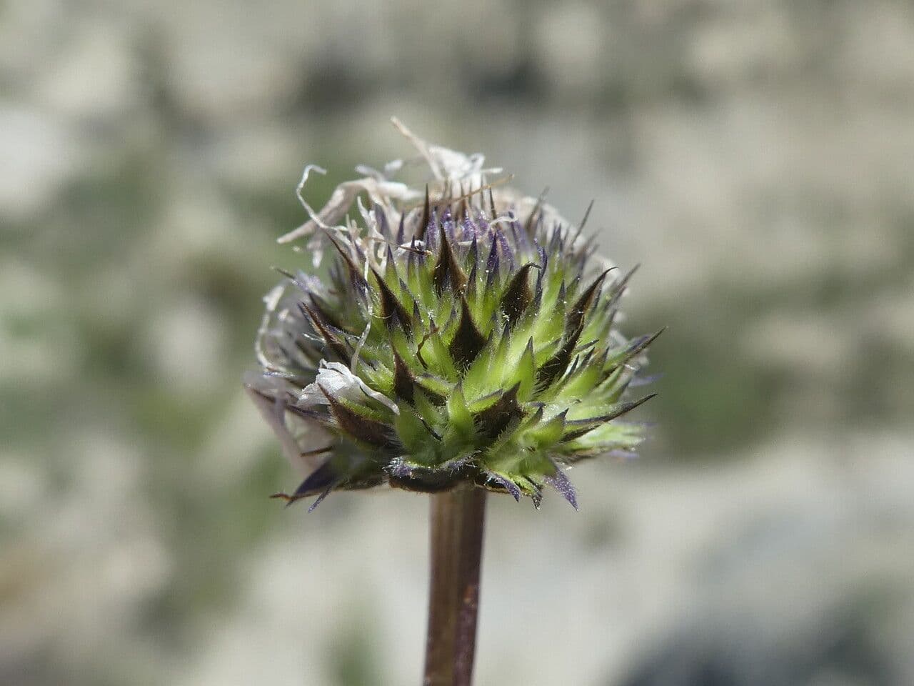 Vedovelle delle Rocce