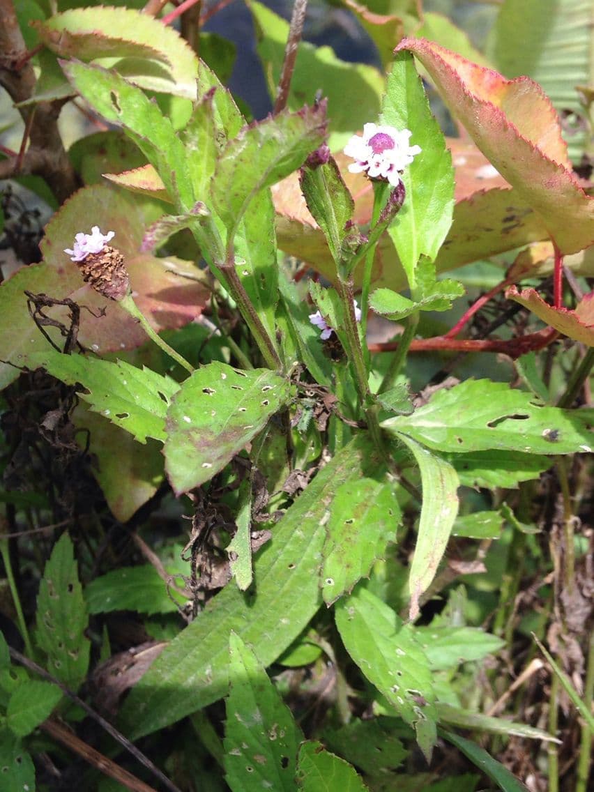 Lippia lanceolata 12