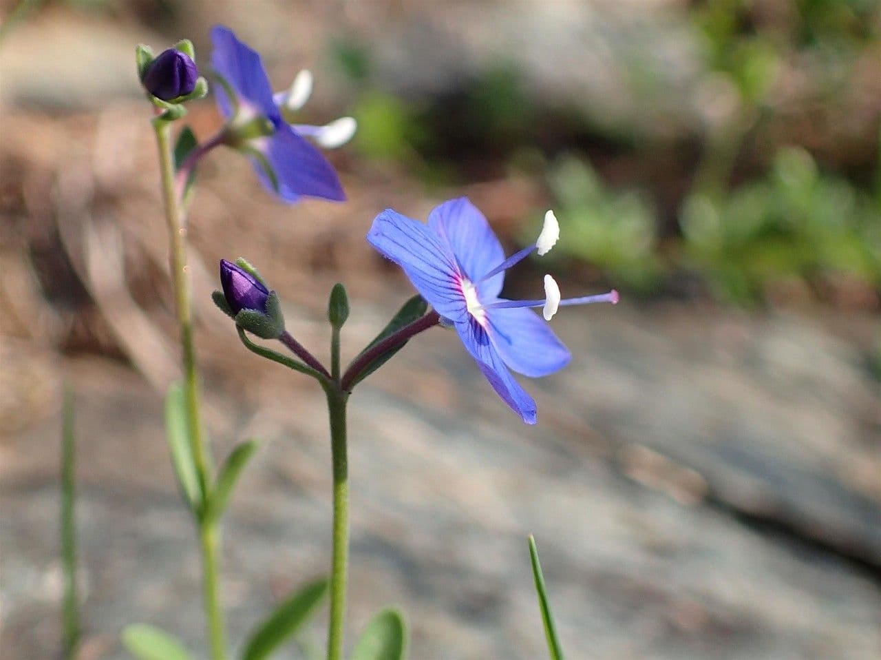 Rock speedwell 12
