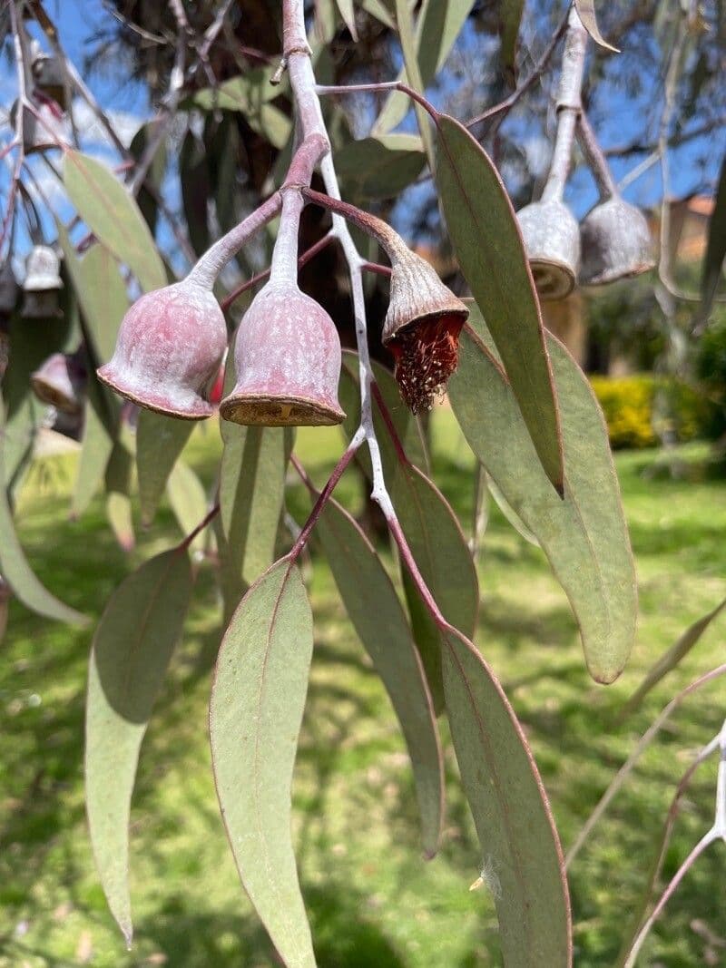 Silberprinzessin-Eukalyptus 13