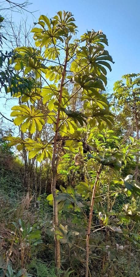 Cecropia pachystachya 2