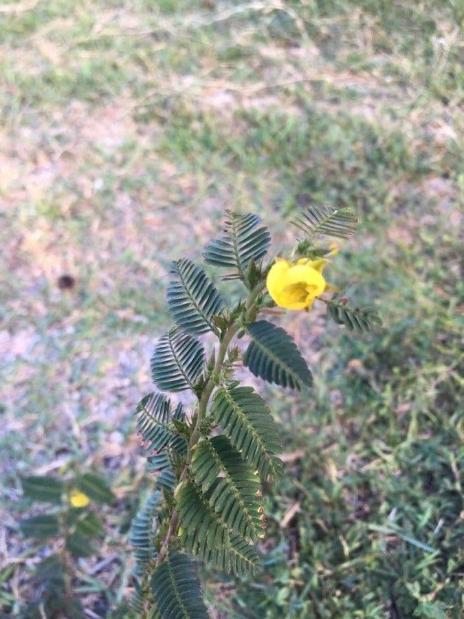 Herbe sensible 10