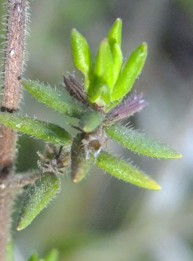 Micromeria 13