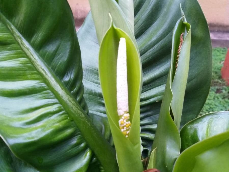 Dieffenbachia 9
