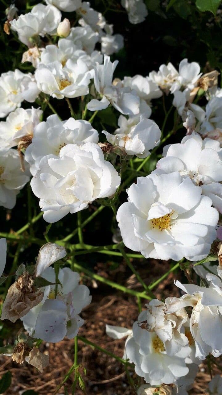 Moschus-Rose 5