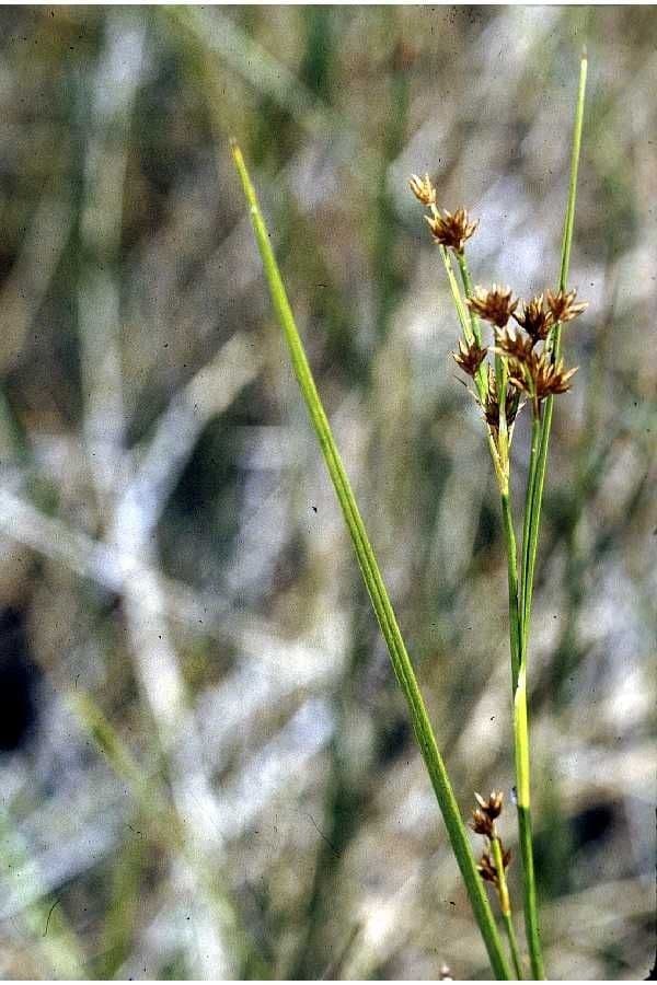 Rhynchospora capitellata 3