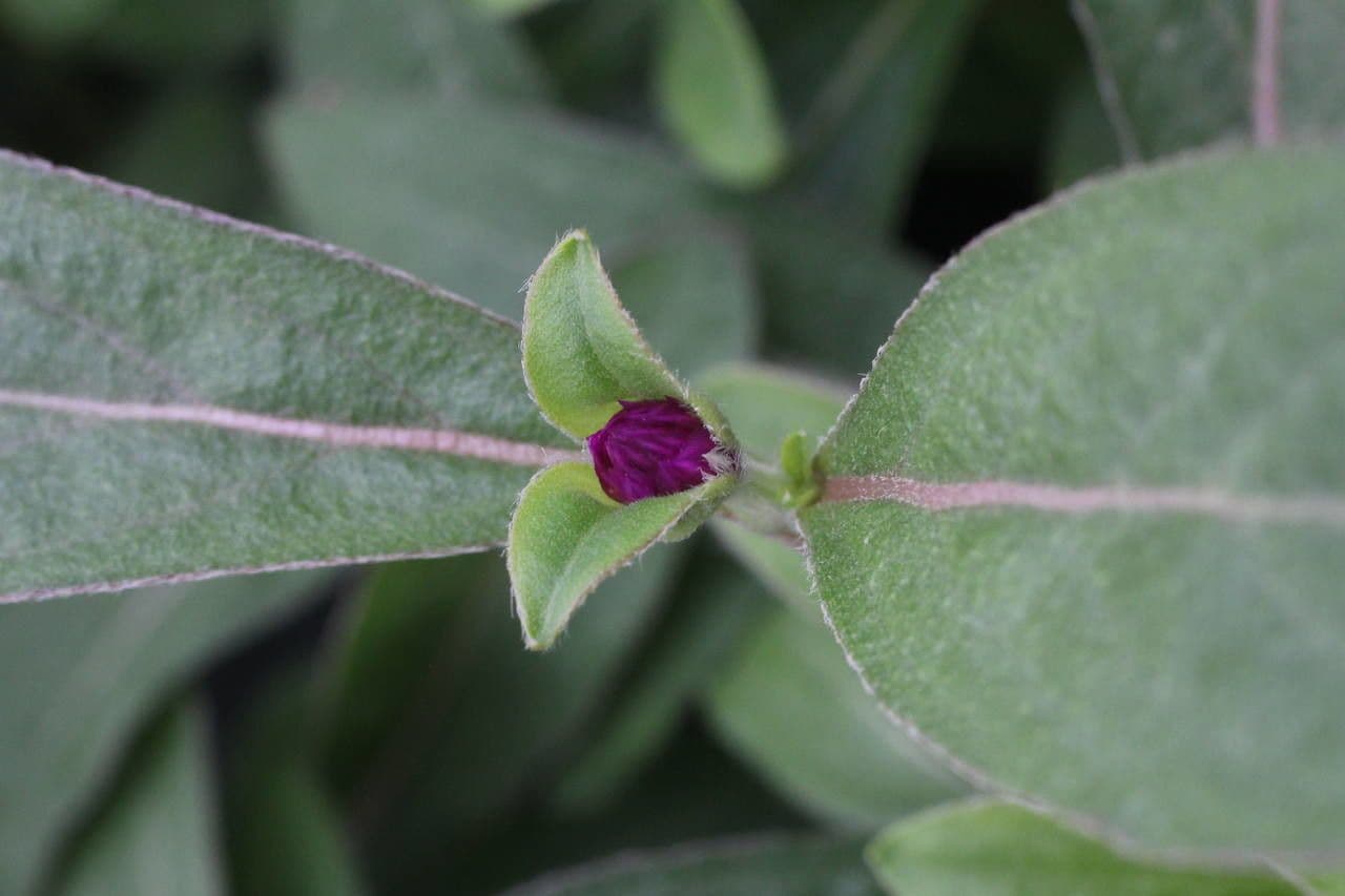 Gomphrena globuleuse 23