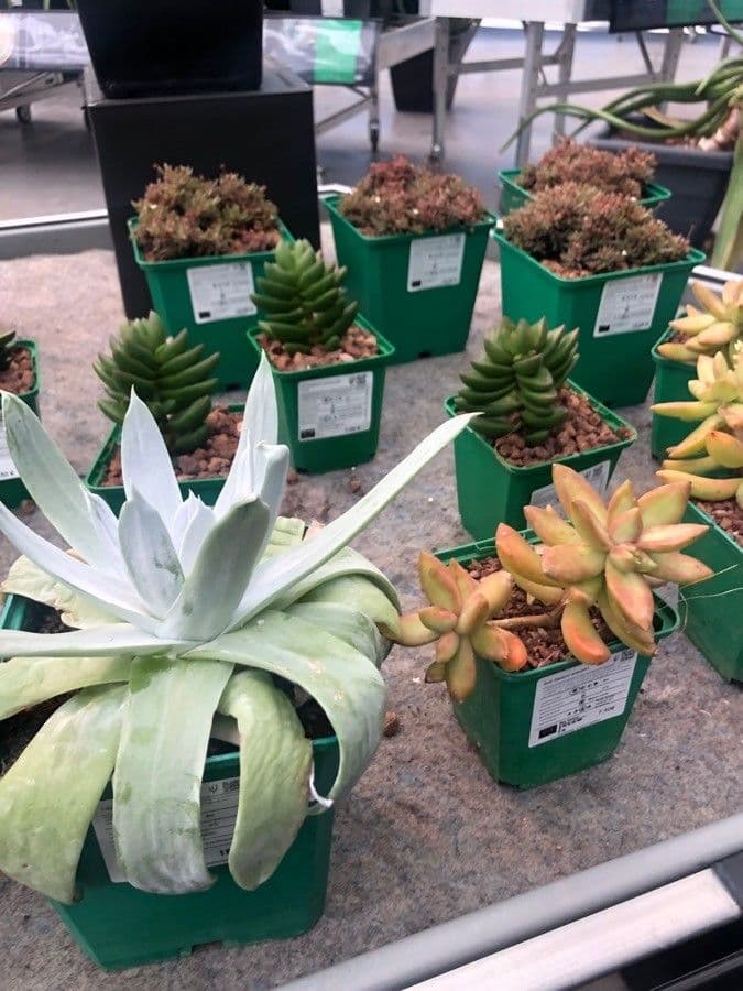 Dudleya mączysta
