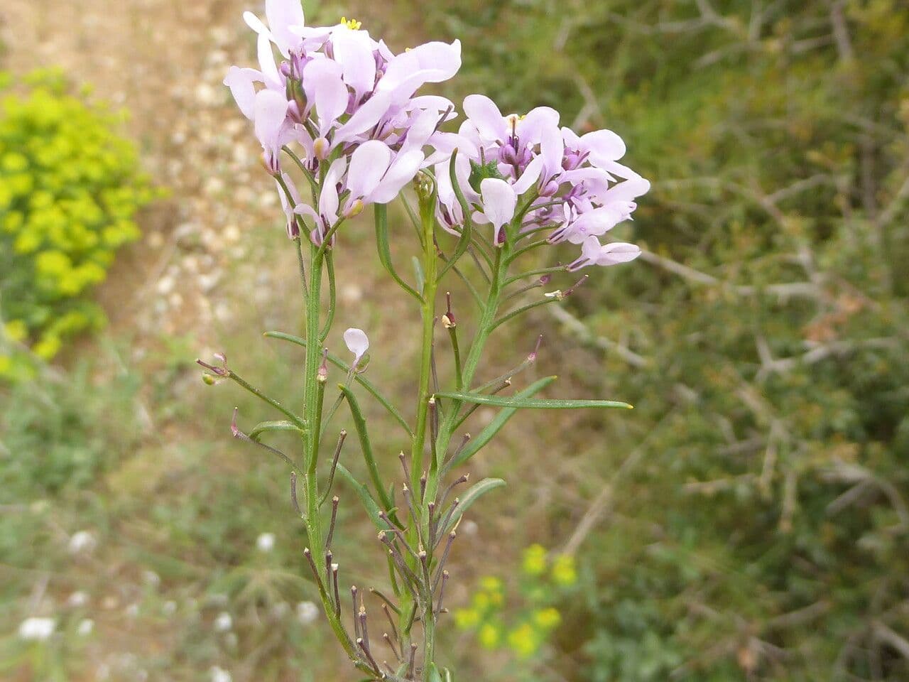 Schiffchenblättrige Schleifenblume 7