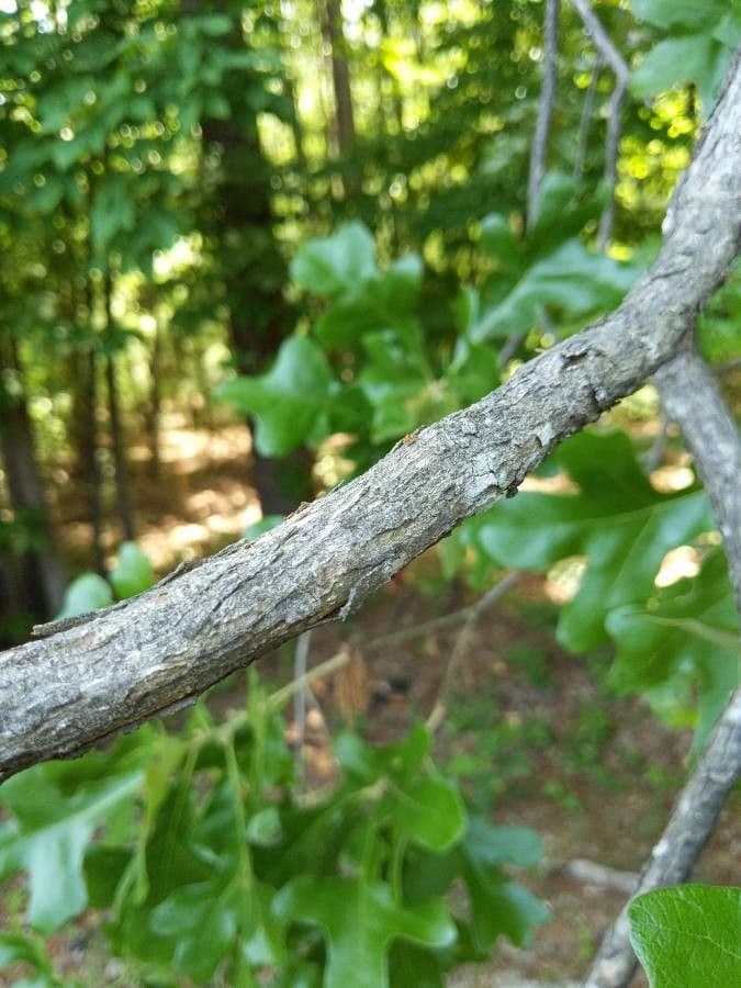 Roble estrellado 12