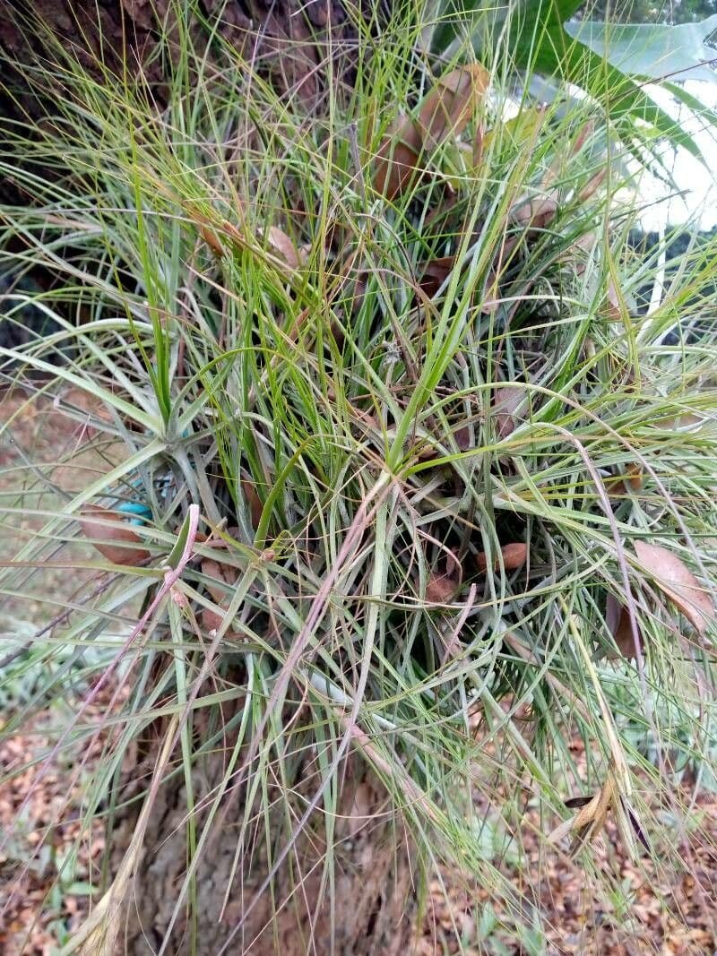 Tillandsia 8