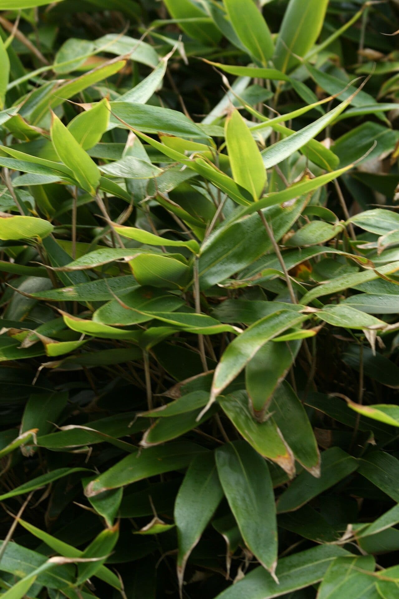 Bambù nipponico 3