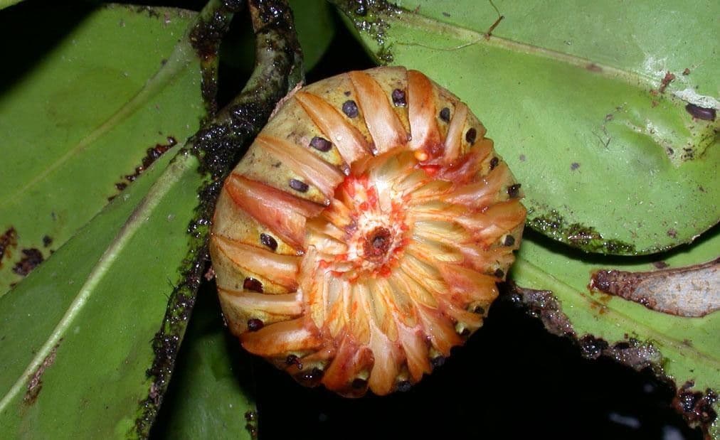 Clusia gialla 4