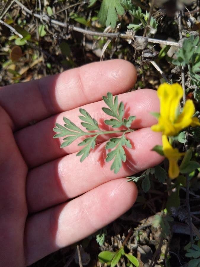 Corydalis dorada 14