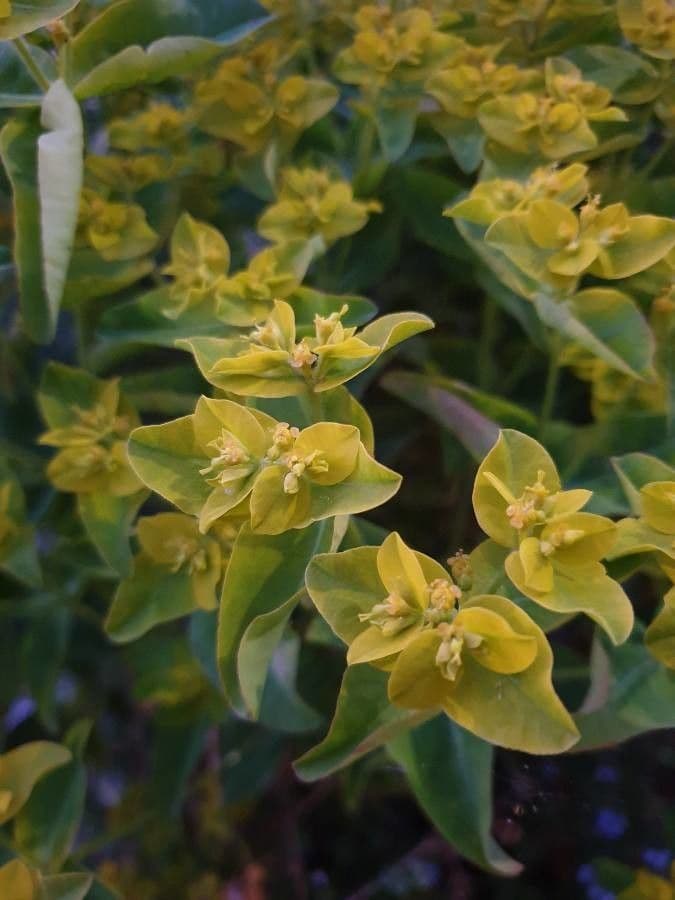 Euforbia bionda 20