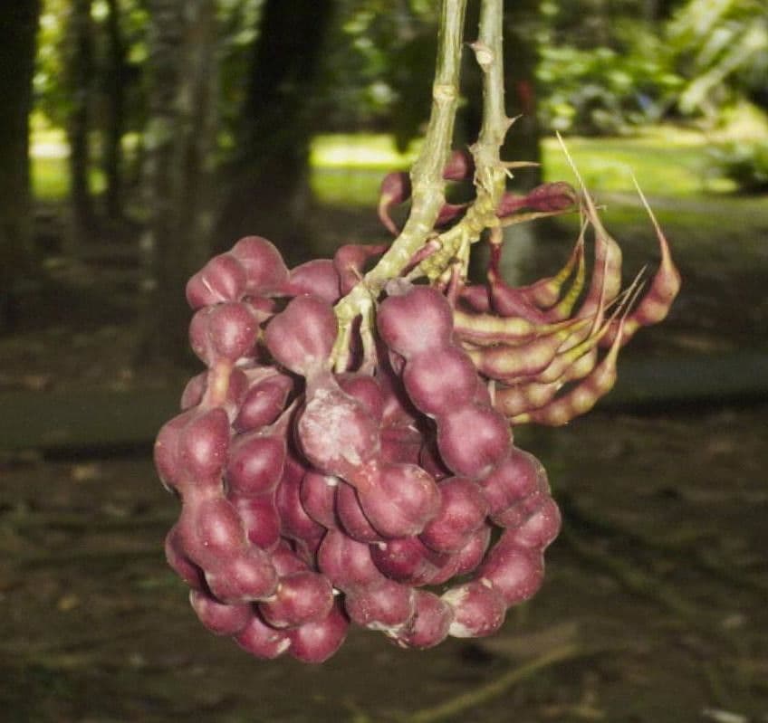 Erythrina garbatá