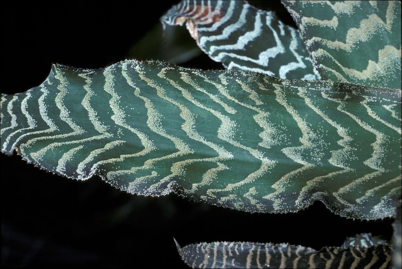 Cryptanthus 14