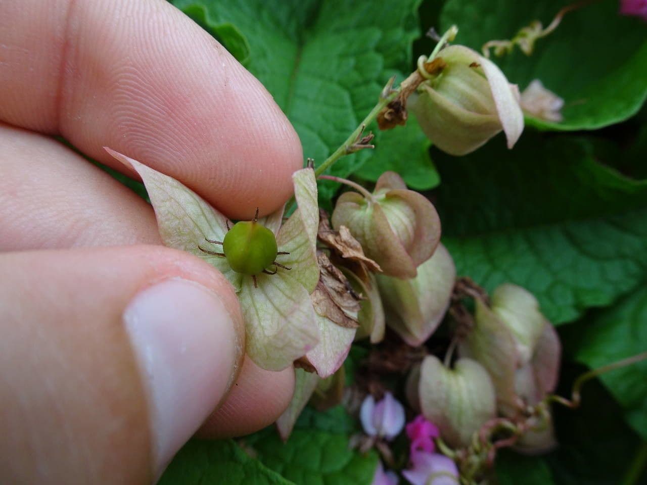 Antigonon leptopus 27