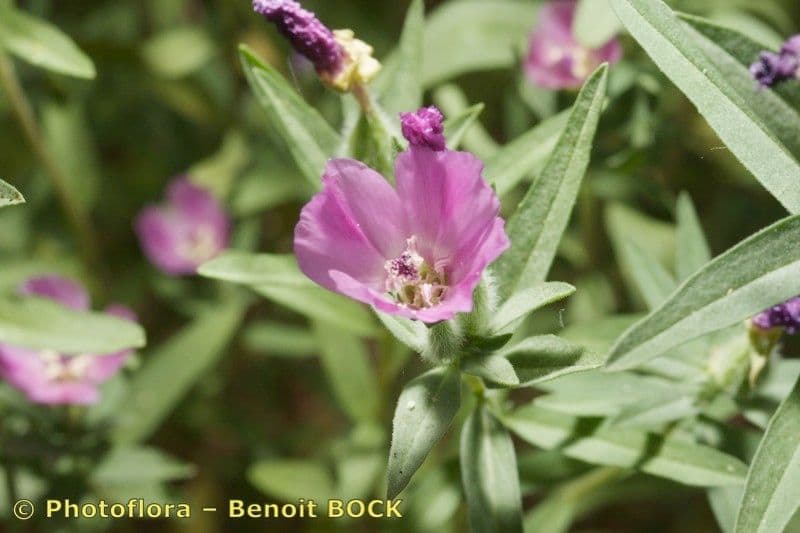 Clarkia amoena 26