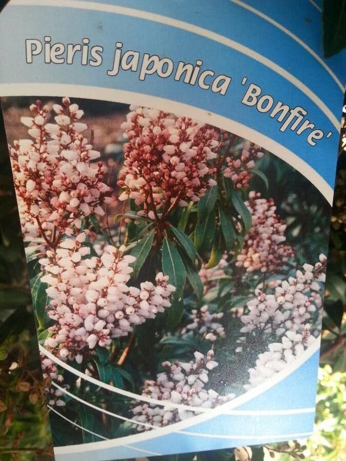 Pieris giapponese 30